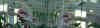 FO_MASK_07_HH_32a.JPG (34520 Byte)