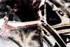 SP-SEB-022-romuz.jpg (101881 Byte)